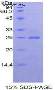 MyBioSource MBS2011613 image 2