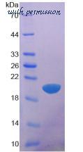 MyBioSource MBS2011717 image 2
