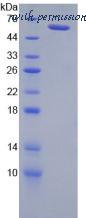 MyBioSource MBS2011819 image 2