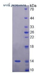 MyBioSource MBS2011896 image 2