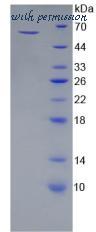 MyBioSource MBS2011931 image 2