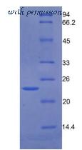 MyBioSource MBS2011932 image 2