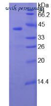 MyBioSource MBS2011979 image 2