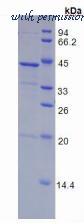 MyBioSource MBS2012143 image 2