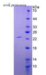 MyBioSource MBS2012222 image 2