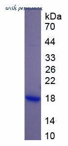 MyBioSource MBS2012256 image 1