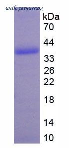 MyBioSource MBS2012291 image 1
