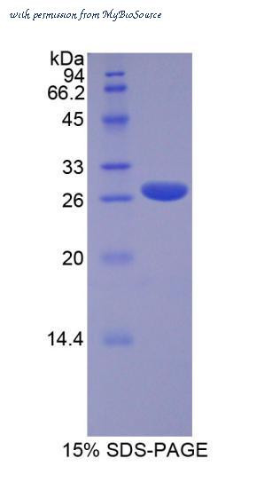 MyBioSource MBS2012302 image 1