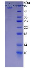 MyBioSource MBS2012305 image 2