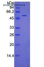 MyBioSource MBS2012307 image 2