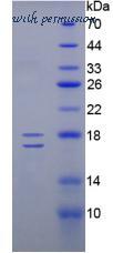 MyBioSource MBS2012336 image 2
