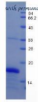 MyBioSource MBS2012351 image 2
