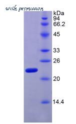 MyBioSource MBS2012369 image 2