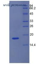 MyBioSource MBS2012434 image 2