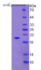 MyBioSource MBS2018225 image 2