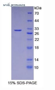 MyBioSource MBS2018293 image 1
