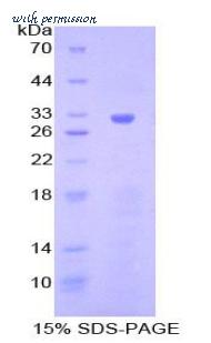 MyBioSource MBS2018398 image 1