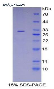 MyBioSource MBS2018424 image 2