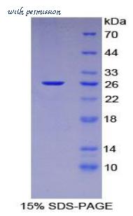 MyBioSource MBS2018485 image 1