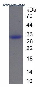 MyBioSource MBS2018509 image 1
