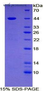 MyBioSource MBS2018594 image 3