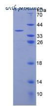 MyBioSource MBS2018643 image 2