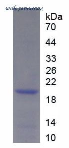 MyBioSource MBS2018708 image 1