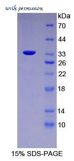 MyBioSource MBS2018787 image 1