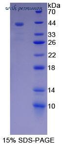 MyBioSource MBS2028832 image 1