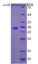 MyBioSource MBS2028873 image 2