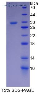 MyBioSource MBS2029076 image 1