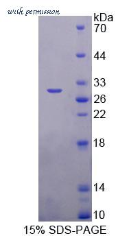 MyBioSource MBS2029193 image 1