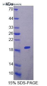 MyBioSource MBS2029198 image 1