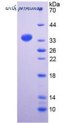 MyBioSource MBS2029229 image 2