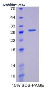 MyBioSource MBS2029337 image 1