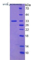 MyBioSource MBS2029410 image 2