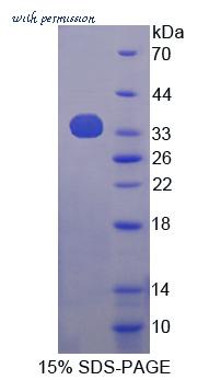 MyBioSource MBS2029487 image 1