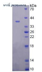 MyBioSource MBS2029572 image 2