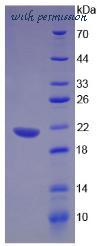 MyBioSource MBS2029604 image 2