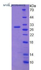 MyBioSource MBS2029612 image 2