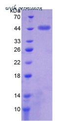 MyBioSource MBS2029617 image 2