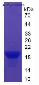 MyBioSource MBS2029640 image 2