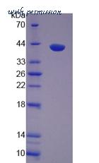 MyBioSource MBS2029665 image 2