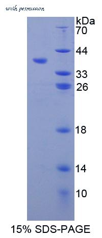 MyBioSource MBS2029751 image 1