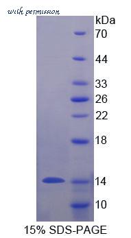 MyBioSource MBS2029966 image 1
