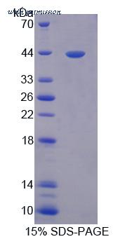 MyBioSource MBS2029975 image 2