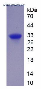 MyBioSource MBS2029989 image 1