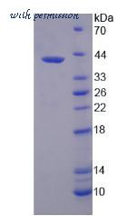 MyBioSource MBS2030002 image 2