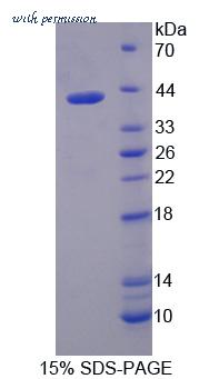 MyBioSource MBS2030030 image 3