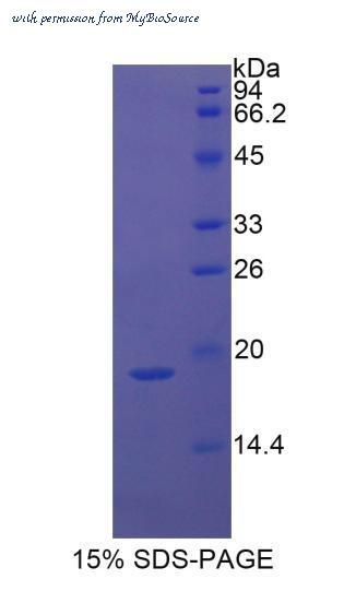 MyBioSource MBS2030077 image 1